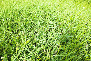 green grass close up background