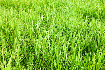 green grass close up background