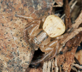 Young spider sitting on rock. Macro photo.