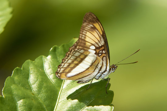Schmetterling
