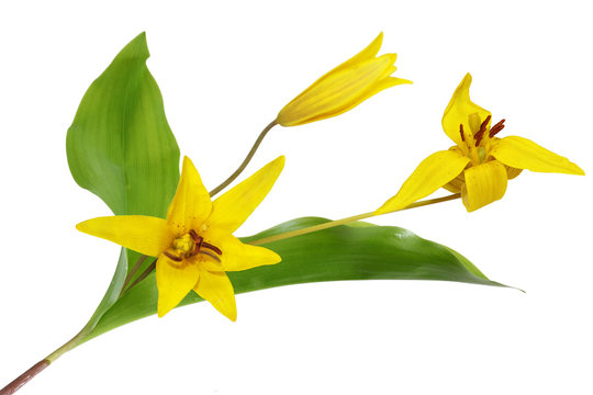 Trout Lily