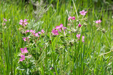 Fototapeta premium Wildflowers