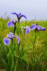 Stickers pour porte Iris Blue flag iris flowers