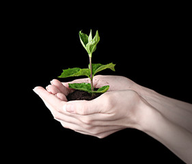 Young plant in hand over black background