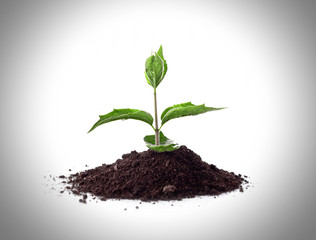 Young plant in ground over white.