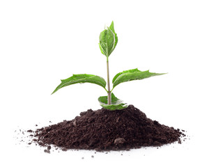 Young plant in ground over white.