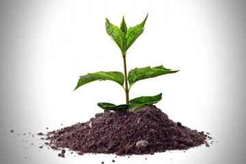 Young plant in ground over white.