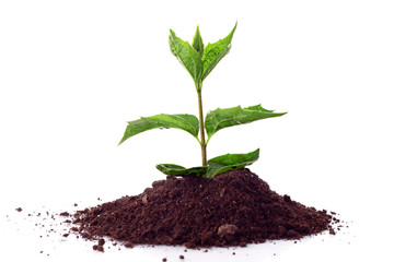 Young plant in ground over white.