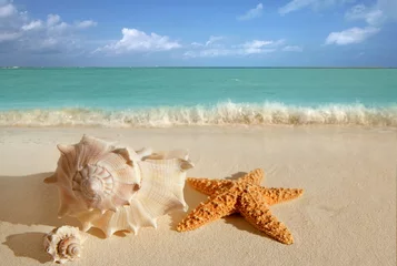 Meubelstickers sea shells starfish tropical sand turquoise caribbean © lunamarina