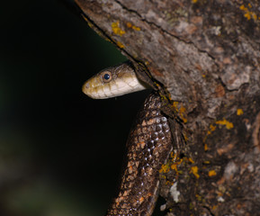 Snake