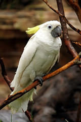 white large tropical parrots sit on a branch