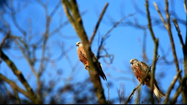 rote milane