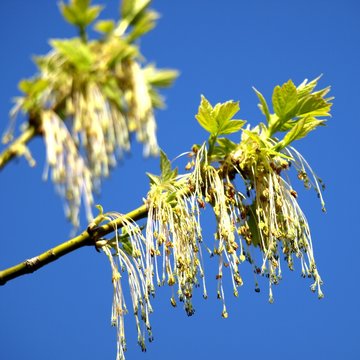 Eschenahorn