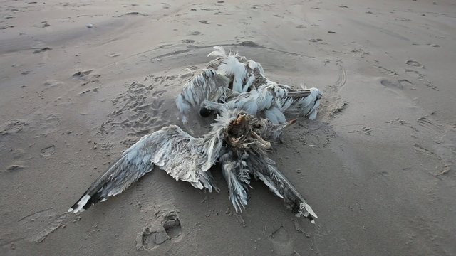 Dead bird corpse in sandy beach, pollution concept