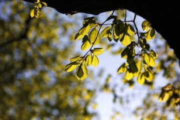 Frühlingserwachen