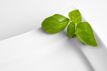 Basilikum auf Tellerrand