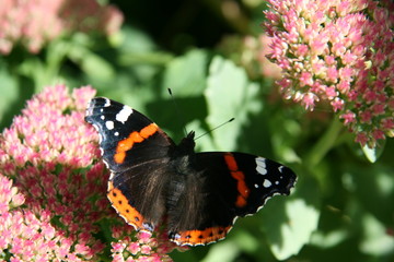 Butterfly on flower