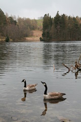 Canada Goose