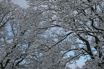 Winter Trees