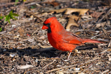 Cardinal Male