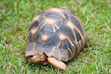 The radiated tortoise