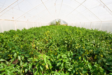 green house with pepper plantation
