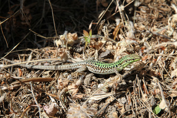 green lizard