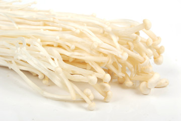 flammulina velutipes