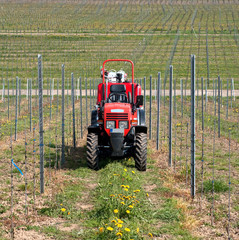 Obraz premium Tractor in the vineyard