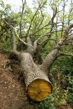 Sawed Tree In A Forest