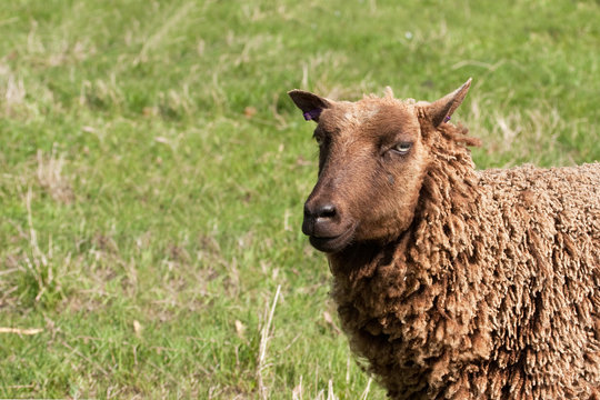 head and shoulders of Shetland Ewe