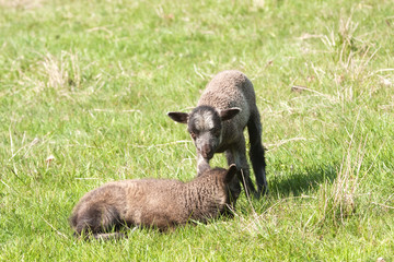 Shetland newborn lambs in a field