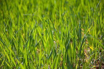 Grashalme im Frühling