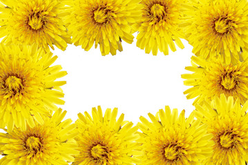 frame of yellow flowers on a white background