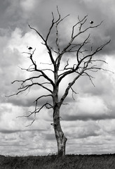 Dead tree and two birds