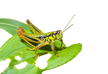 Grasshopper on leaf 2