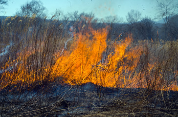Brushfire 12
