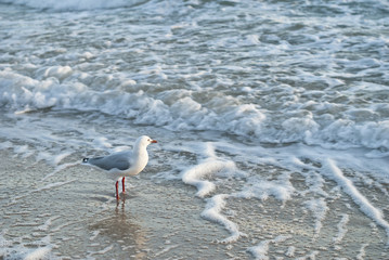 Seagull in foam with golden afternoon light