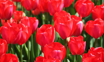 Tulips in Amsterdam.