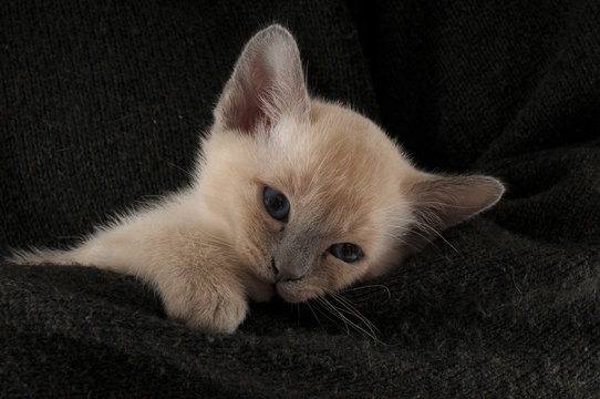 TONKINESE, 45 GG.