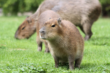 Naklejka na ściany i meble Junges Kapibara