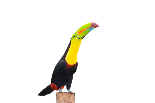 Keel Billed Toucan, from Central America. Isolated on White.