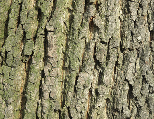 Bark of a poplar