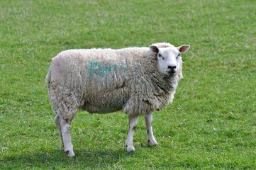 Naklejka na ściany i meble Sheep in field