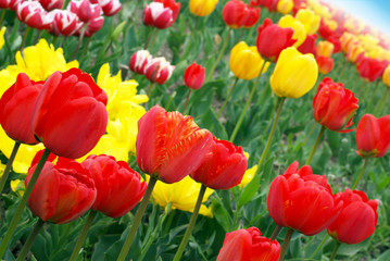 Fototapeta premium Colorful tulips