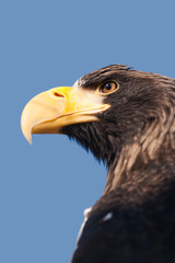 Steller's sea eagle.
