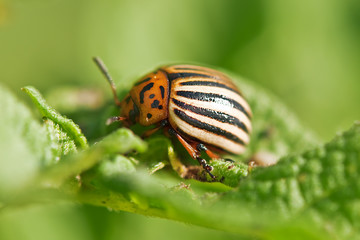 beetle