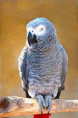 Grey parrot of Zhako (Psittacus erithacus)