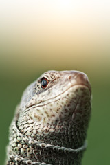 lizard