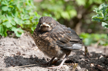 Amsel - Jungvogel